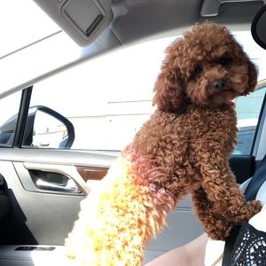 Meet your Posher, Amy